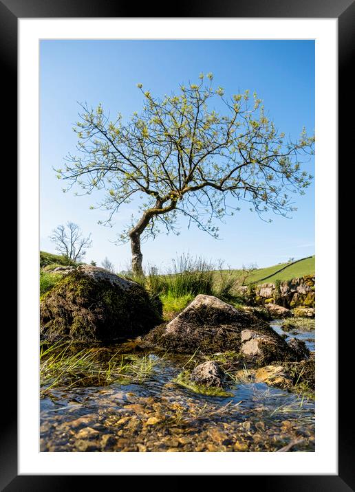 Lone Tree: Malham Cove Yorkshire Dales Framed Mounted Print by Tim Hill