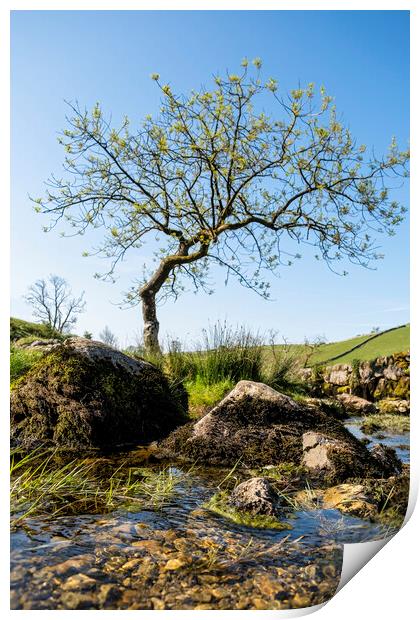 Lone Tree: Malham Cove Yorkshire Dales Print by Tim Hill