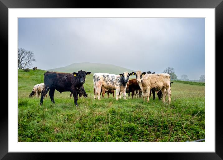 Malham's Rustic Cattle Farming Experience Framed Mounted Print by Steve Smith