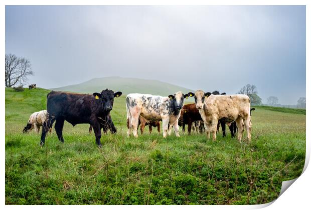Malham's Rustic Cattle Farming Experience Print by Steve Smith