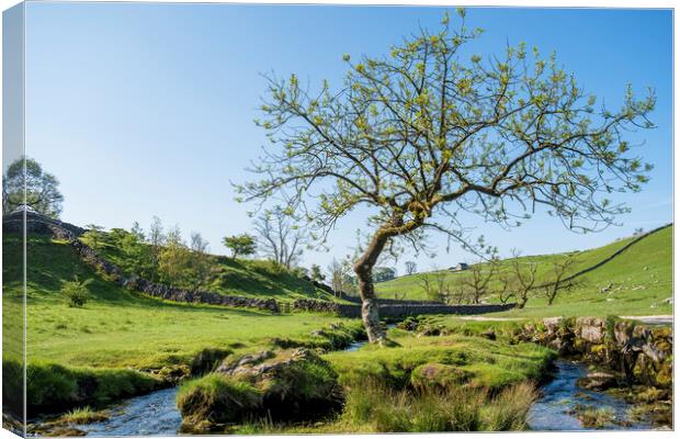 Malham Beck Lone Tree: Yorkshire Dales Canvas Print by Tim Hill