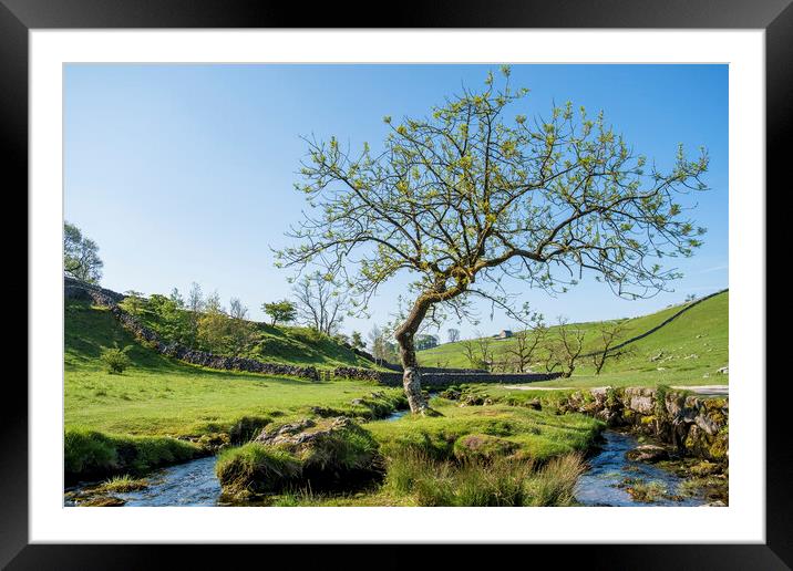 Malham Beck Lone Tree: Yorkshire Dales Framed Mounted Print by Tim Hill