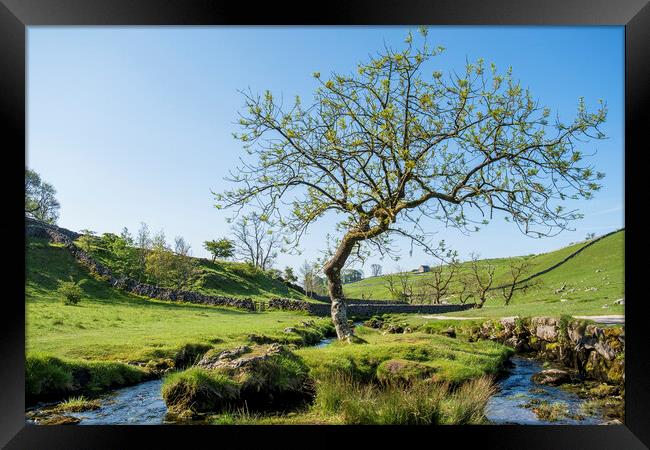 Malham Beck Lone Tree: Yorkshire Dales Framed Print by Tim Hill