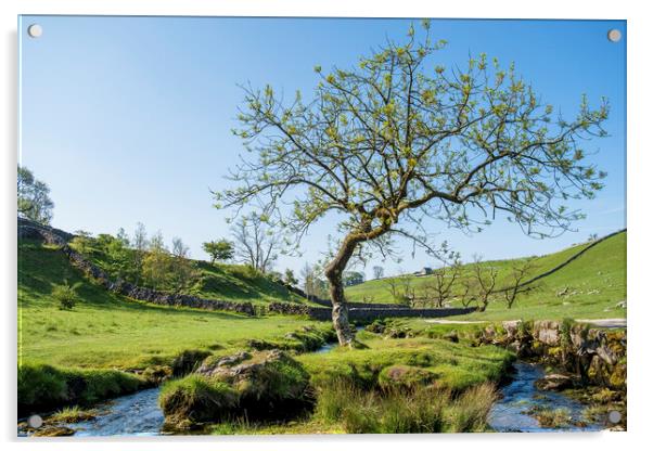 Malham Beck Lone Tree: Yorkshire Dales Acrylic by Tim Hill