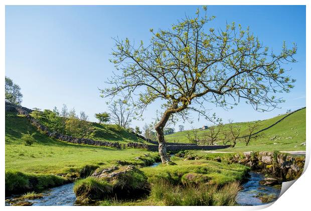 Malham Beck Lone Tree: Yorkshire Dales Print by Tim Hill