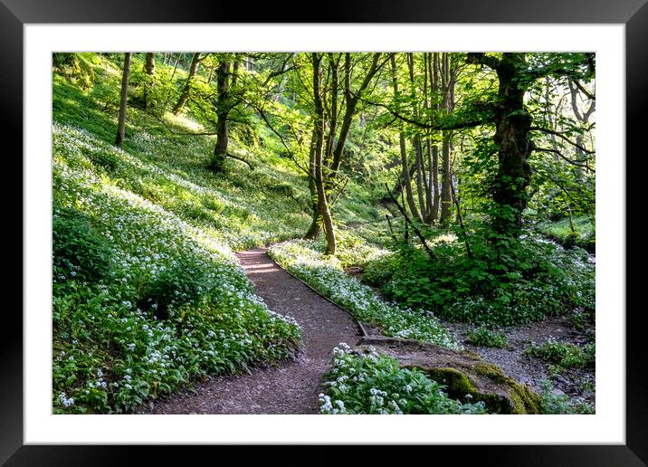 Janet's Foss Woods: Enchanting, Serene, and Picturesque. Framed Mounted Print by Steve Smith