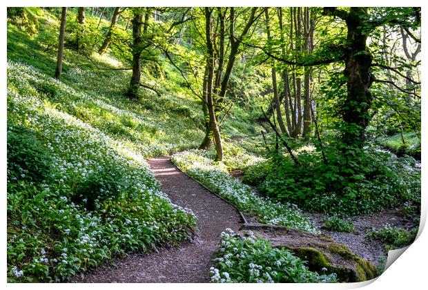 Janet's Foss Woods: Enchanting, Serene, and Picturesque. Print by Steve Smith