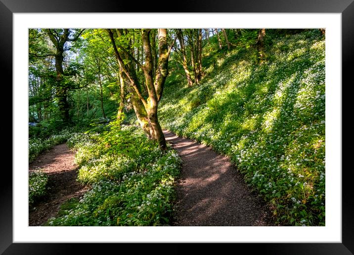  Janet's Foss Woods: Enchanting, Serene, and Picturesque Framed Mounted Print by Steve Smith