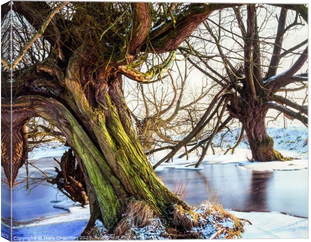 Willows in Winter Canvas Print by Photimageon UK