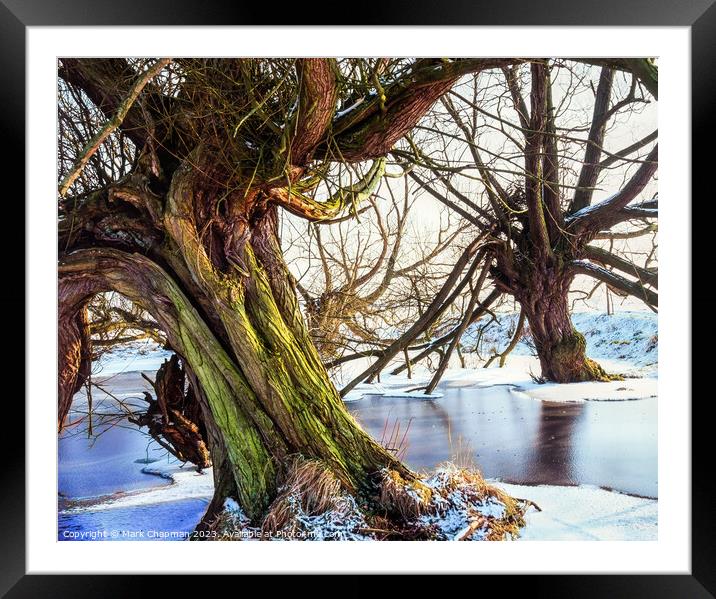Willows in Winter Framed Mounted Print by Photimageon UK