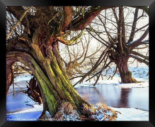 Willows in Winter Framed Print by Photimageon UK