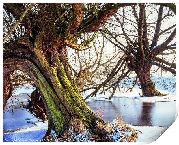 Willows in Winter Print by Photimageon UK