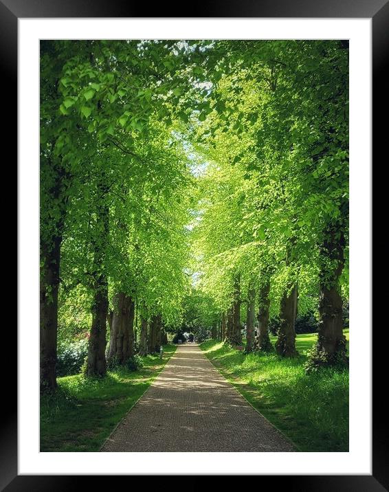 Majestic avenue of beech trees Framed Mounted Print by Peter Lewis