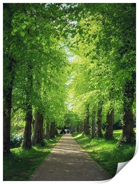 Majestic avenue of beech trees Print by Peter Lewis
