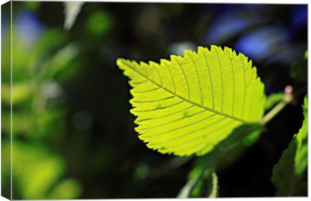 Yellow leaf in spring garden Canvas Print by Olena Ivanova