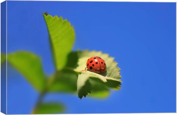 Red ladybug sitting on green leaf Canvas Print by Olena Ivanova