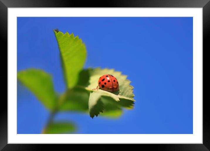 Red ladybug sitting on green leaf Framed Mounted Print by Olena Ivanova