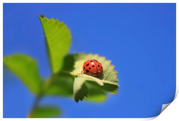 Red ladybug sitting on green leaf Print by Olena Ivanova