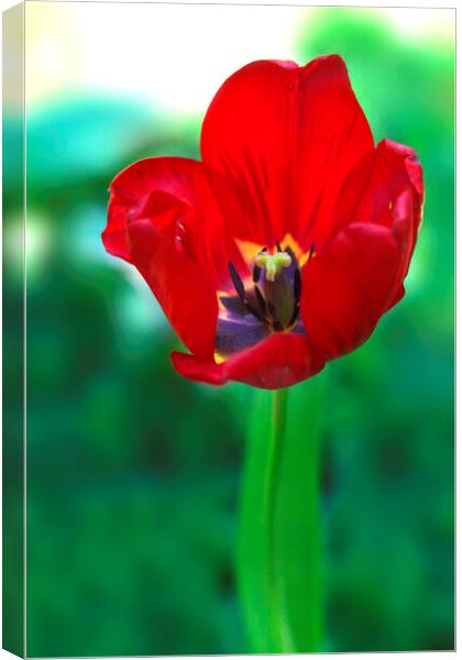 Red tulip on green background Canvas Print by Olena Ivanova