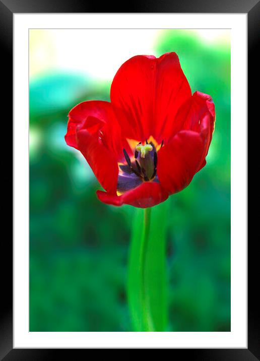 Red tulip on green background Framed Mounted Print by Olena Ivanova