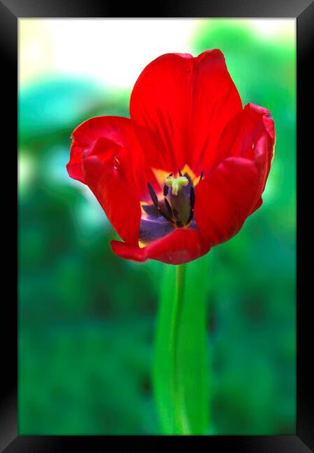 Red tulip on green background Framed Print by Olena Ivanova