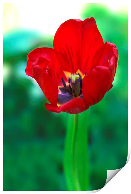 Red tulip on green background Print by Olena Ivanova