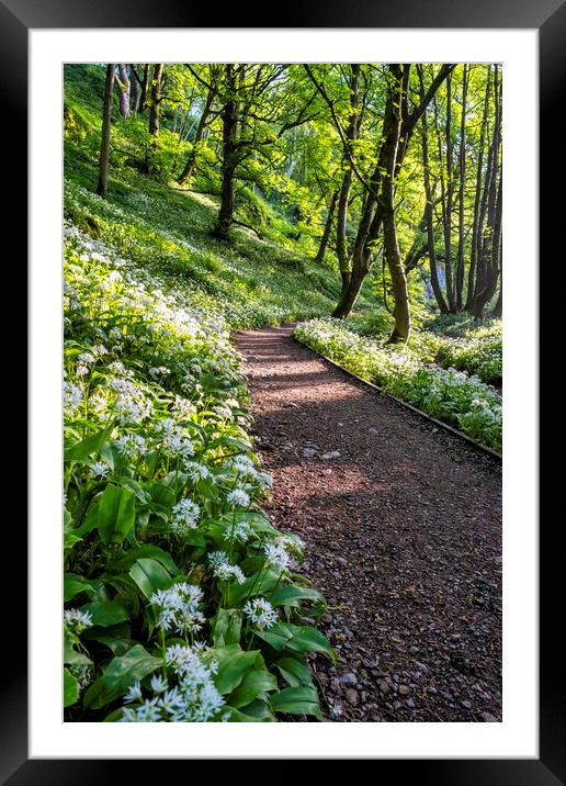 Wild Garlic Flowers: Janet's Foss Framed Mounted Print by Tim Hill