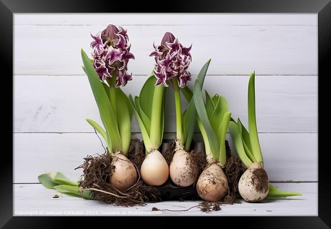 Purple hyacinth bulbs. Ai generated. Framed Print by Joaquin Corbalan