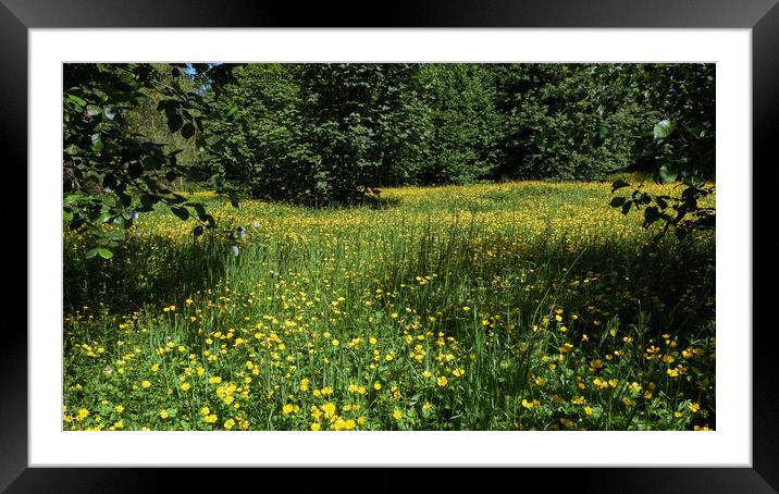 Buttercup Meadow Serene Beauty Framed Mounted Print by Tom McPherson