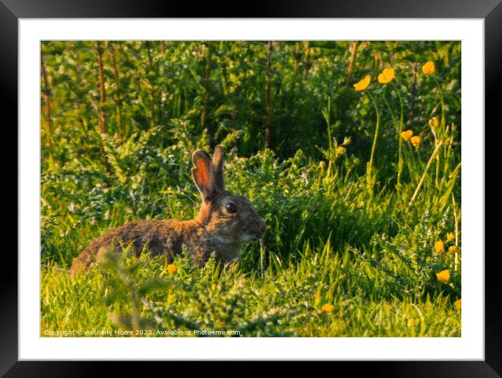 Majestic Cottontail on Lush Field Framed Mounted Print by Anthony Moore
