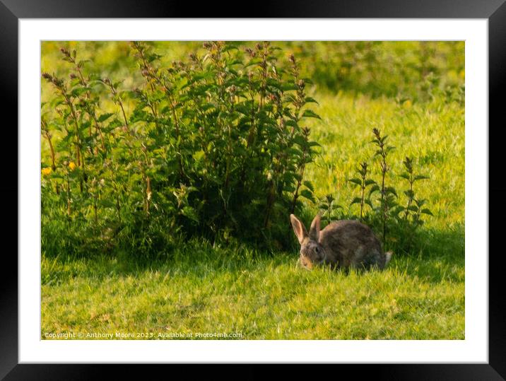 Bunny. Framed Mounted Print by Anthony Moore