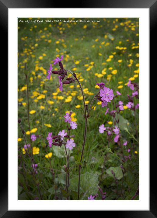 Red Campion Woodland flower Framed Mounted Print by Kevin White