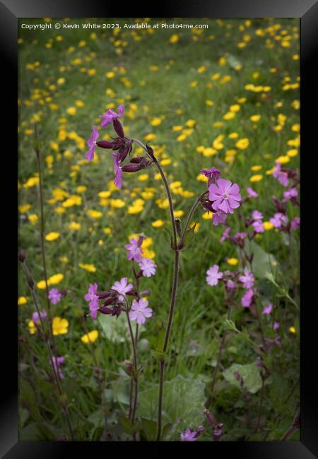 Red Campion Woodland flower Framed Print by Kevin White