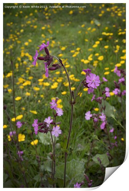 Red Campion Woodland flower Print by Kevin White