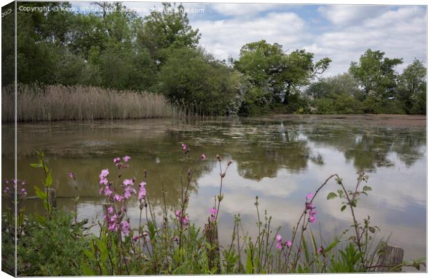 Red Campion growing wild on the side of a lake Canvas Print by Kevin White