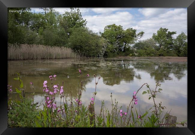 Red Campion growing wild on the side of a lake Framed Print by Kevin White