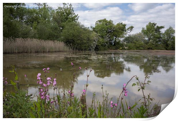 Red Campion growing wild on the side of a lake Print by Kevin White