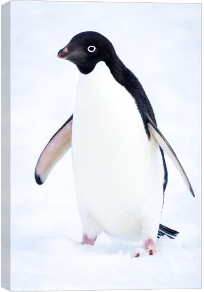 Adelie Penguin in Antarctica Canvas Print by Sebastien Greber