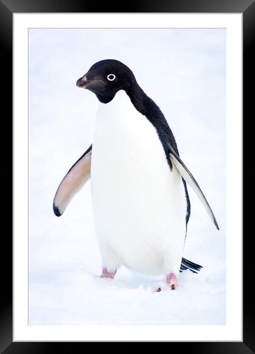 Adelie Penguin in Antarctica Framed Mounted Print by Sebastien Greber