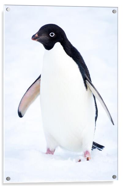 Adelie Penguin in Antarctica Acrylic by Sebastien Greber