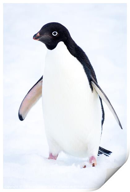 Adelie Penguin in Antarctica Print by Sebastien Greber