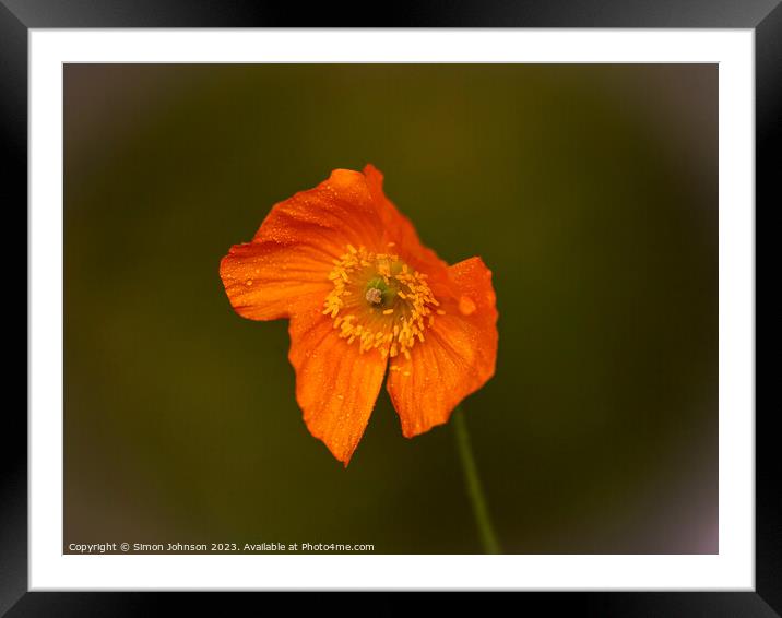 Orange Poppy Framed Mounted Print by Simon Johnson