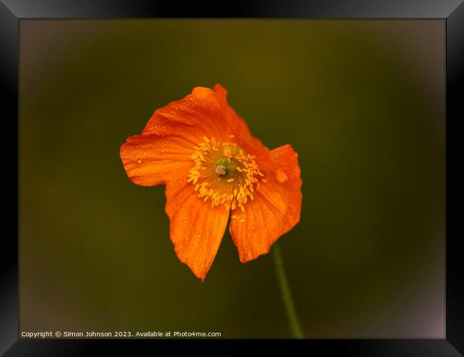Orange Poppy Framed Print by Simon Johnson