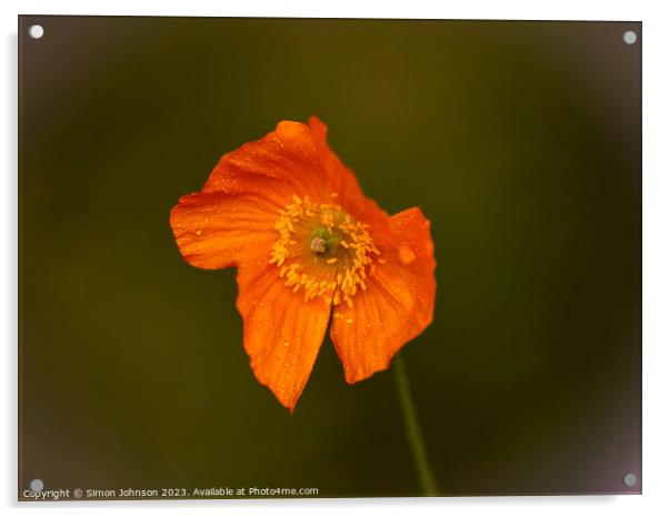 Orange Poppy Acrylic by Simon Johnson