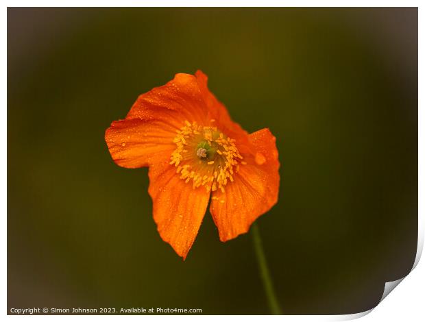 Orange Poppy Print by Simon Johnson