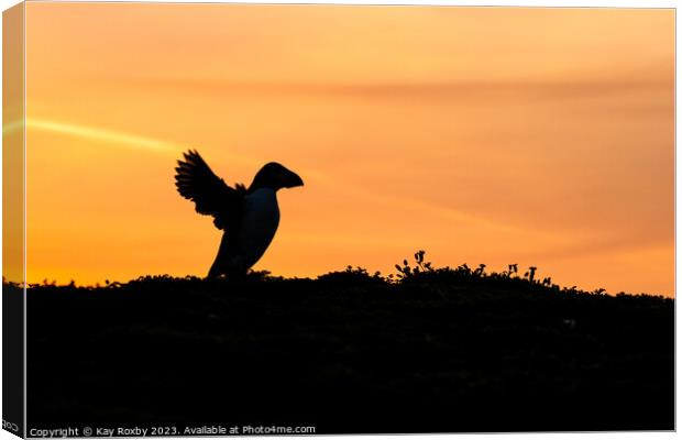Skomer puffin at sunrise Canvas Print by Kay Roxby