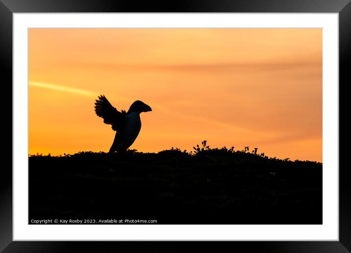 Skomer puffin at sunrise Framed Mounted Print by Kay Roxby