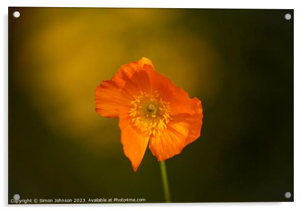 sunlit Poppy flower Acrylic by Simon Johnson