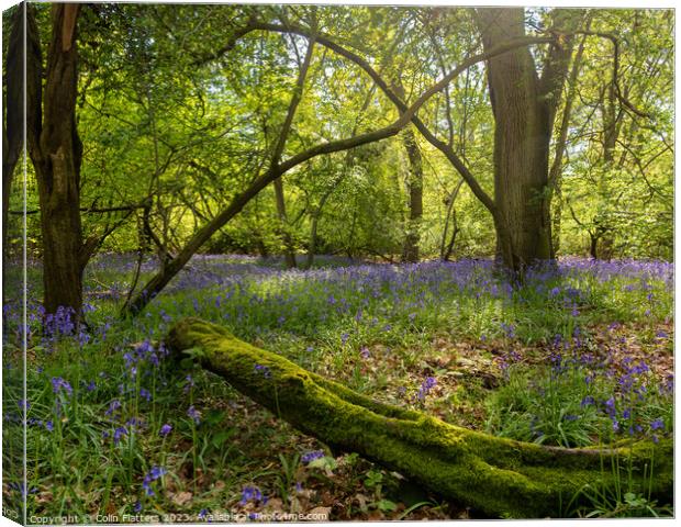 Enchanted Bluebell Woodland Canvas Print by Colin Flatters