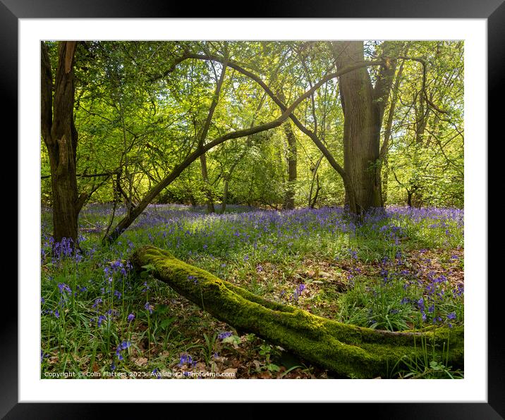 Enchanted Bluebell Woodland Framed Mounted Print by Colin Flatters